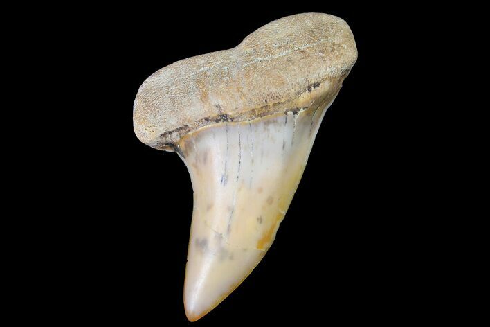Fossil Shark Tooth (Carcharodon planus) - Bakersfield, CA #178296